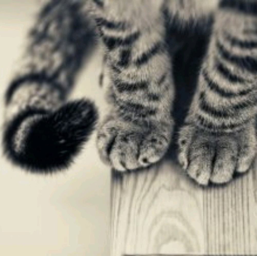 Meet your Posher, Belky